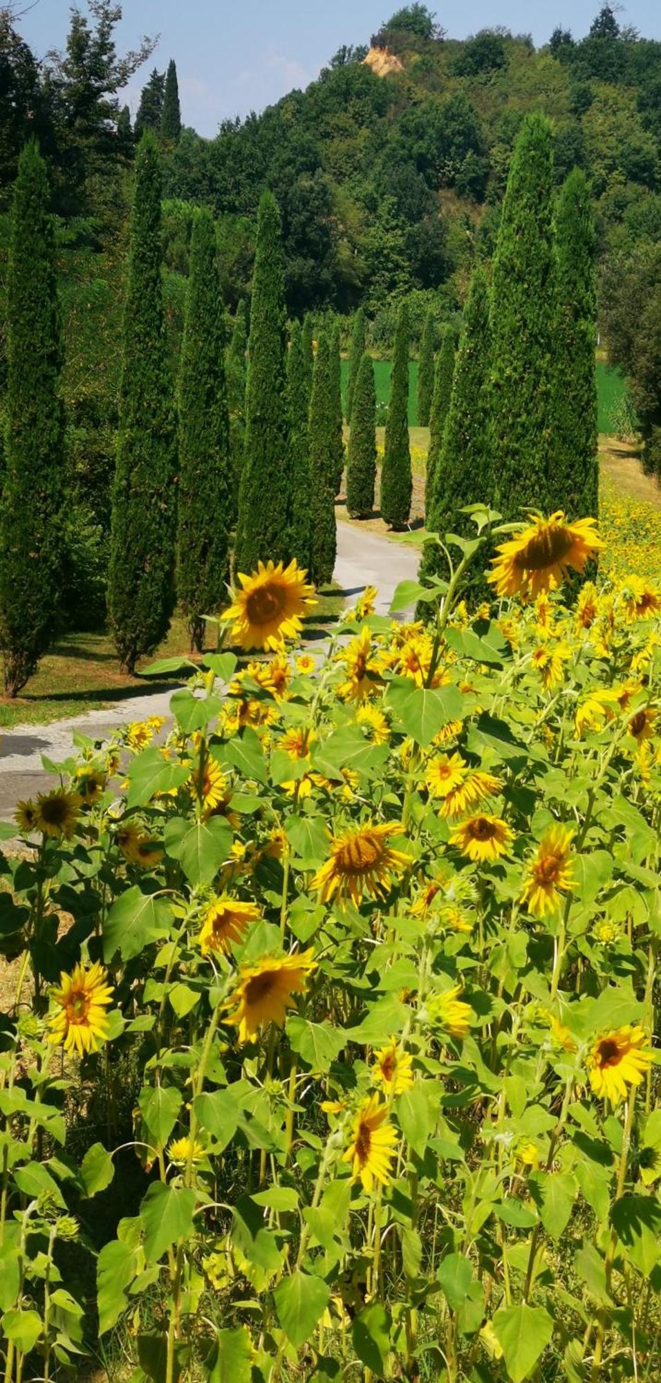 Agriturismo Cascina Cipressa San Romano  Extérieur photo