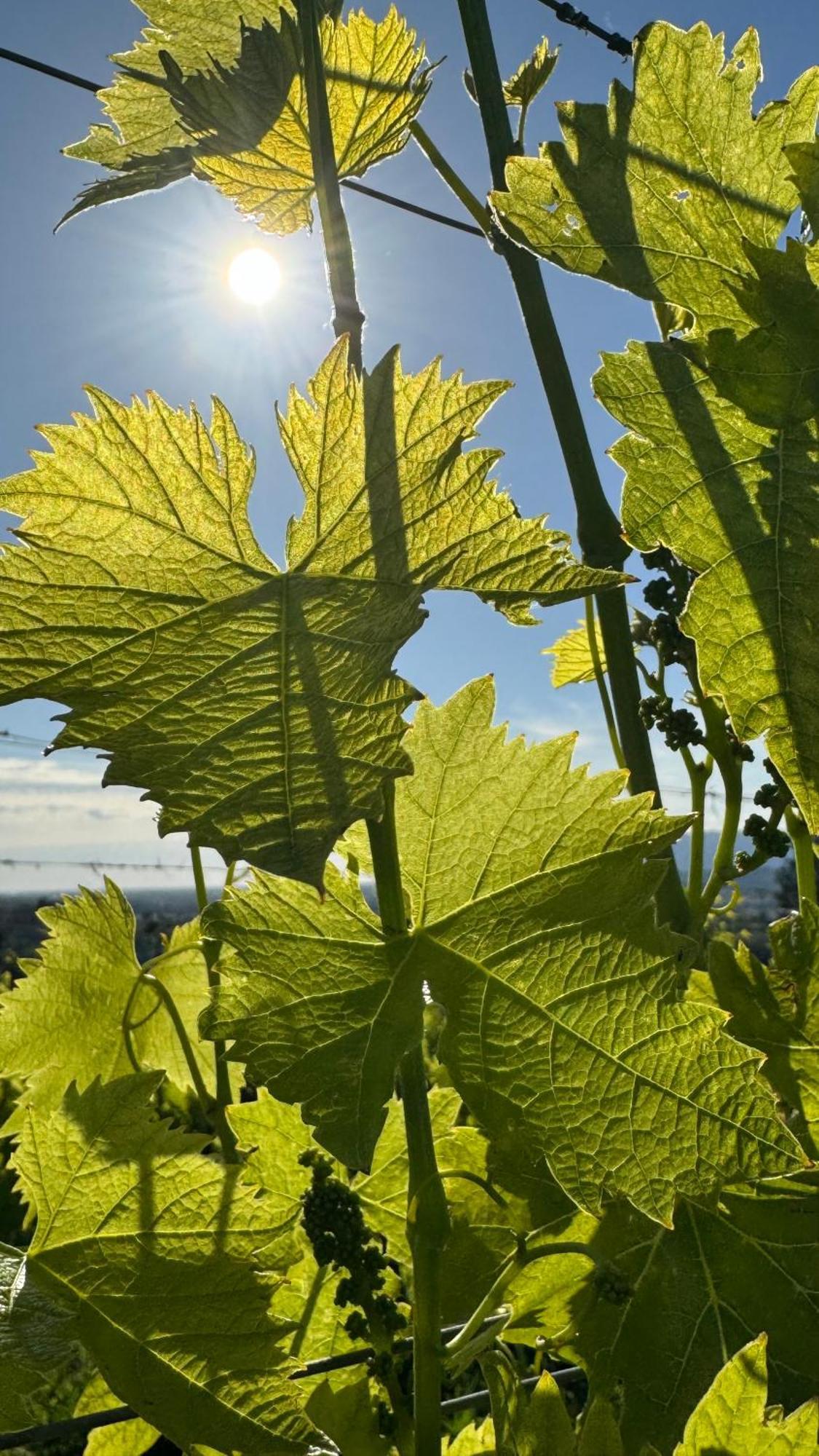 Agriturismo Cascina Cipressa San Romano  Extérieur photo